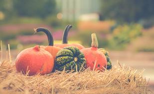 Pumpkin Autumn and dry grass