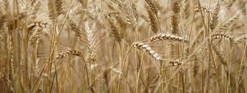 dry gold Wheat