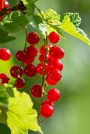 Currants Red sunset