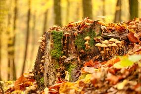 Fall Leaf and Food
