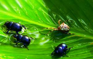 Beetles and spider