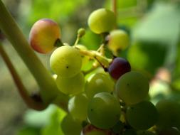 Grapes Winegrowing