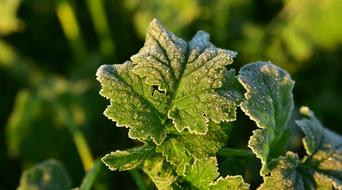 Leaf Frost Green