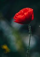 Poppy Flower at deep green background