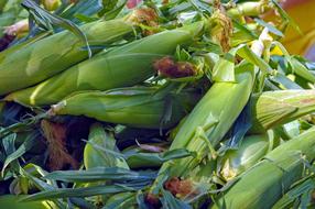 Farm Market Corn