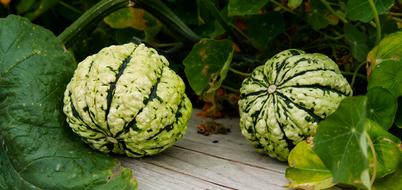 Nature Plant Pumpkin green