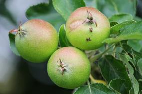 three green unripe apples on a tree close-up