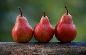 Pears Red Branch