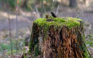 mossy stump