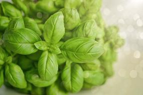 Basil Green Herbs