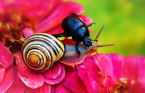 Forest Beetle and snail on the pink and red flowers