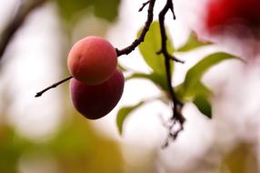 Fresh Summer Tree apple