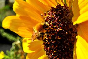 gold Sunflower and Bee close-up on blurred background