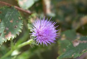 Skewers Thorns Thorny flowers