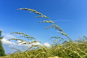 Grass Ear green