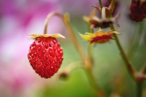 red Strawberry Fruit