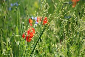 perfect Wildflowers Poppies