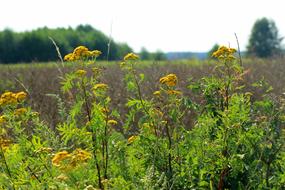 blooming tansy on the field