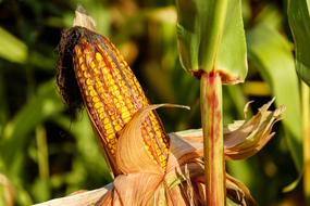 Yellow corn on the cob with leaves