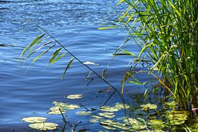 green reeds in the water near the shore on a sunny day