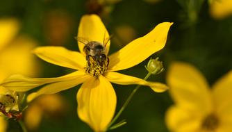 flying insect on a yellow summer flower