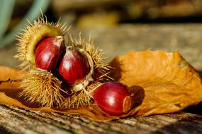 brown Chestnuts Fruit