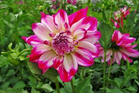 Dahlia, Pink and White fluffy flowers