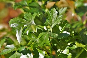 green Parsley HladkolistÃ¡ Fresh