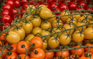 red, yellow and orange cherry tomatoes on a branch