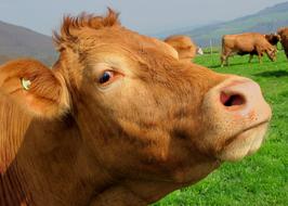 perfect Brown Cow