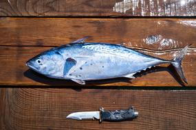 fish and knife on cutting board