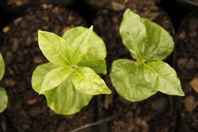 new Coffee Plants, top view