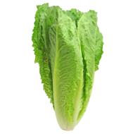 Chinese cabbage on a white background