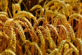 macro photo of golden wheat