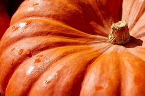 top of Orange Pumpkin macro