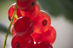 juicy Currant Red Ripe