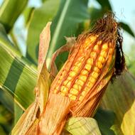 Corn On The Cob gold