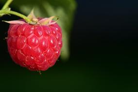 appetizing Raspberry Fruit