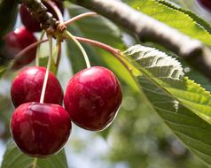 Beautiful red cherries on the branch of the tree