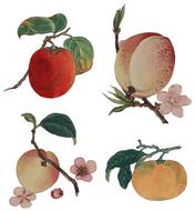 watercolor painted fruits on branch