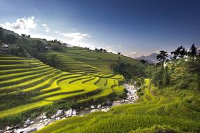Vietnam Rice Field green