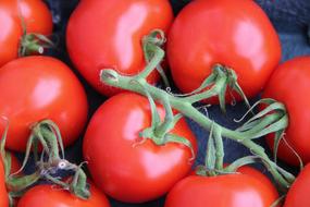 red Tomatoes on branch close up