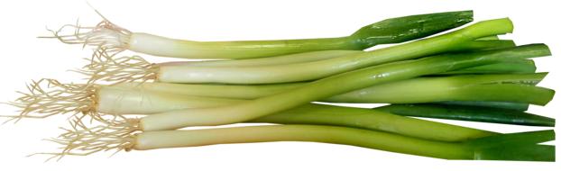 fresh leek on a white background