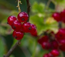 Currant Summer