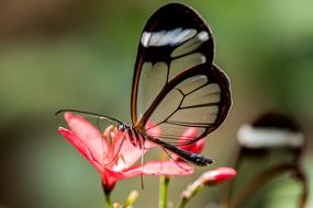 Glasswing butterfly feeding on flower close-up on a blurred background