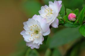 goodly Nature Plant