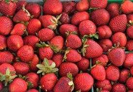 perfect Strawberries Fruit Fresh