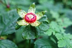 Wild Strawberry Plant