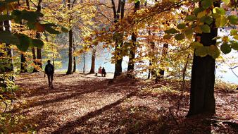 autumnal forest in sunny day