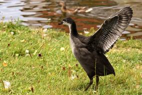 Coot Chicks water grass